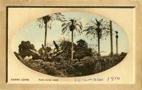 Serra Leoa - Palm birds nests