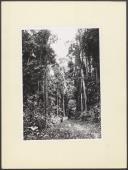 Aspeto da floresta do Maiombe em Cabinda