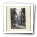 Digital representation thumbnail
